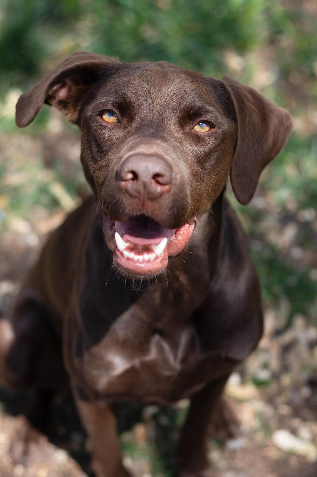 Whit dark brown dog looking into the camera with a big smile and perked ear