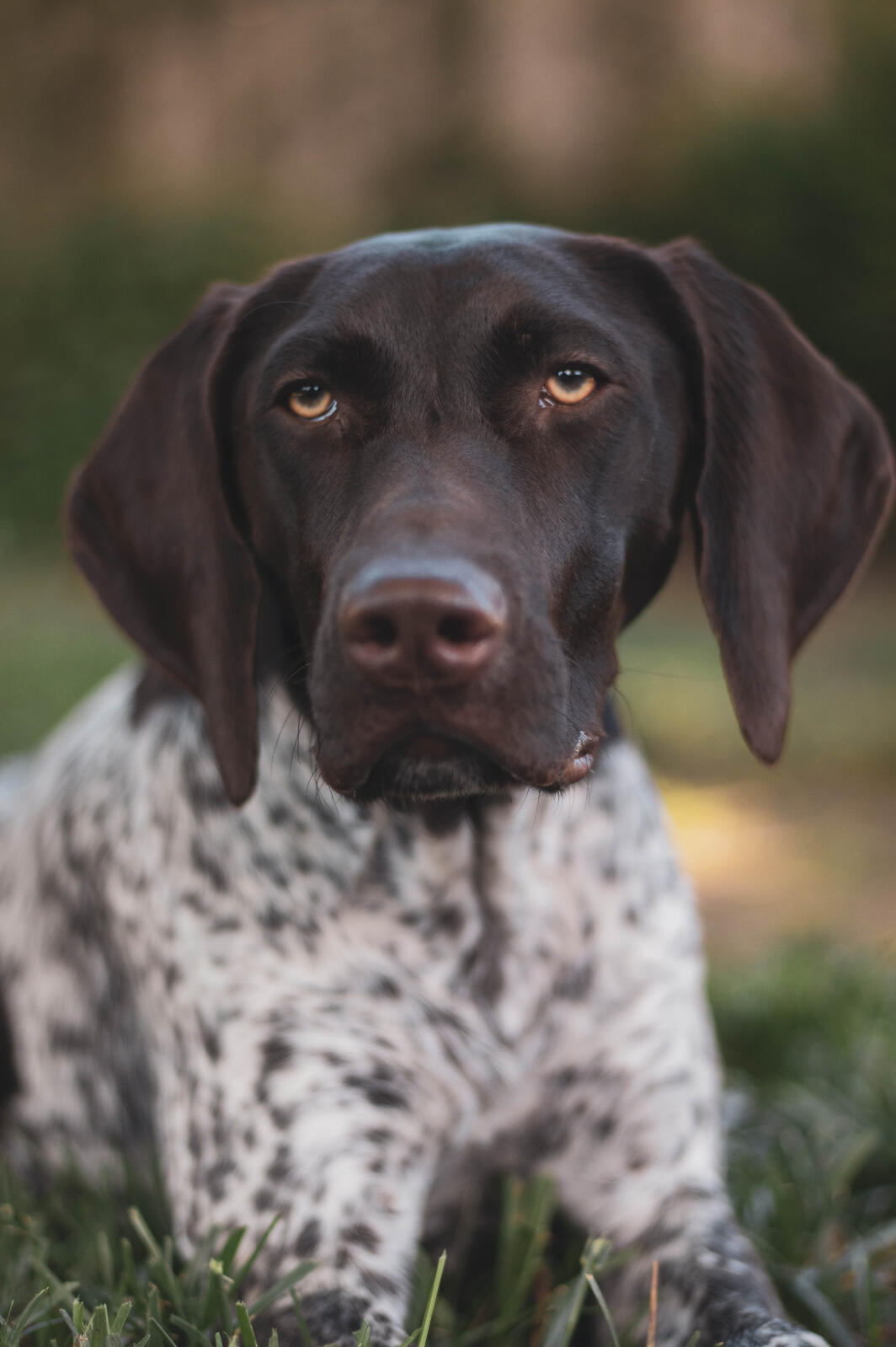 german shorthaired pointer puppy with golden eyes, looking past the camera in a contemplative stare