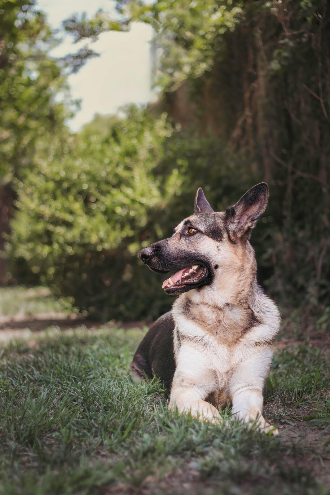 large german shepherd laying in the grass looking off to the left side of the image