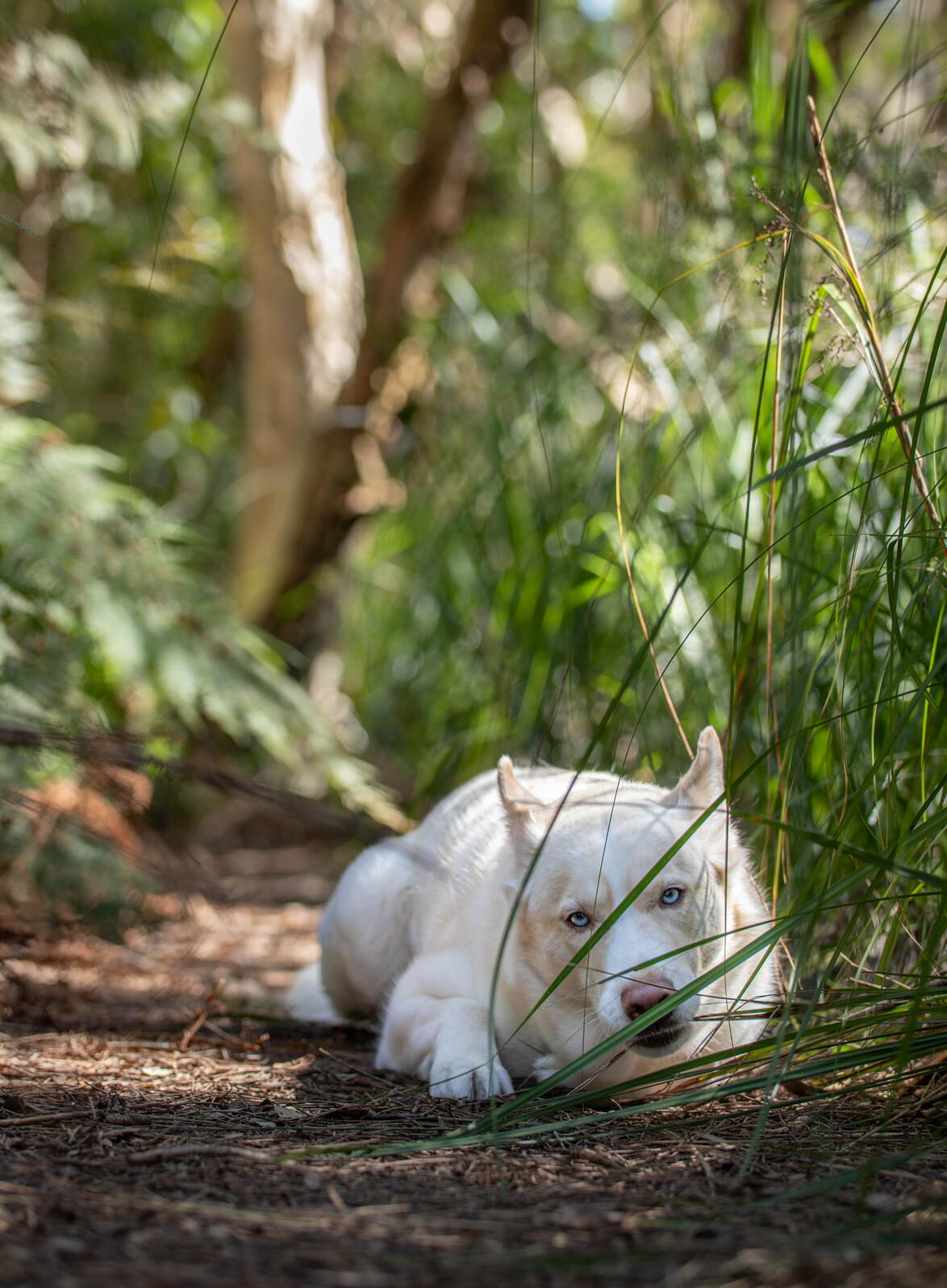 White husky with blue eyes laying amongst long grass, taking a nibble of the grass.