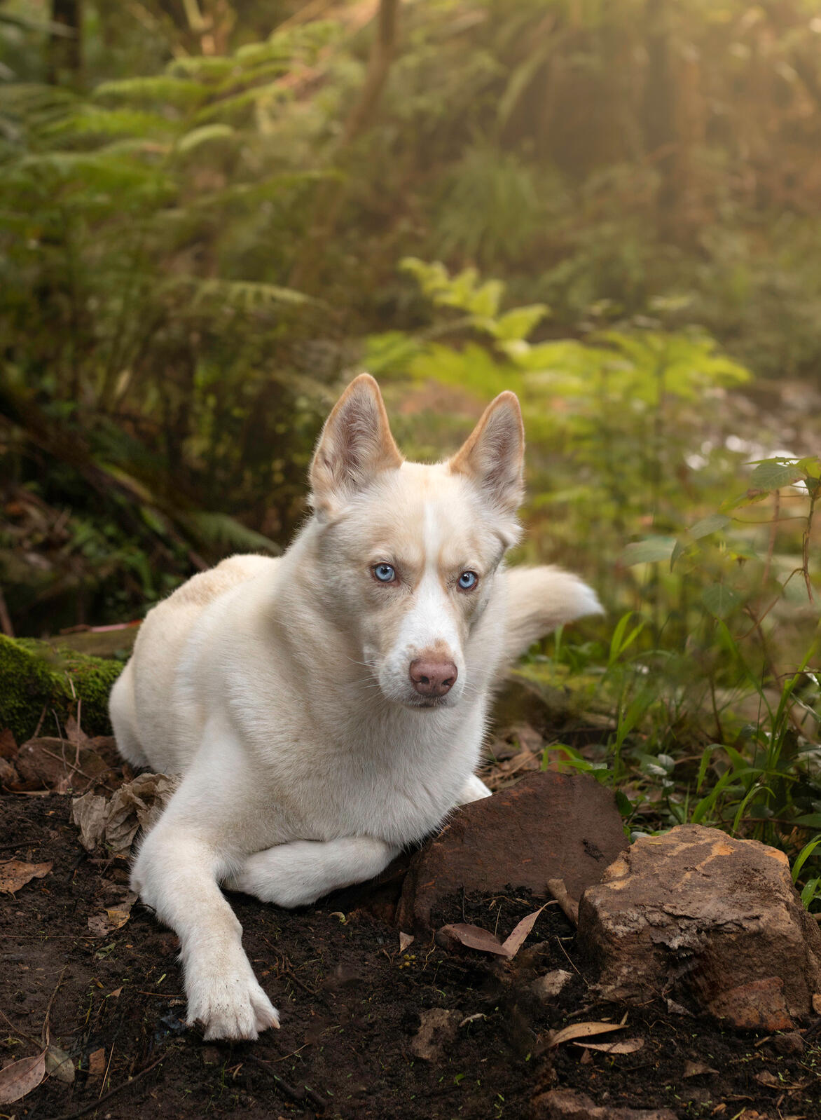 White husky with blue eyes laying amongst the rainforest looking at the camera