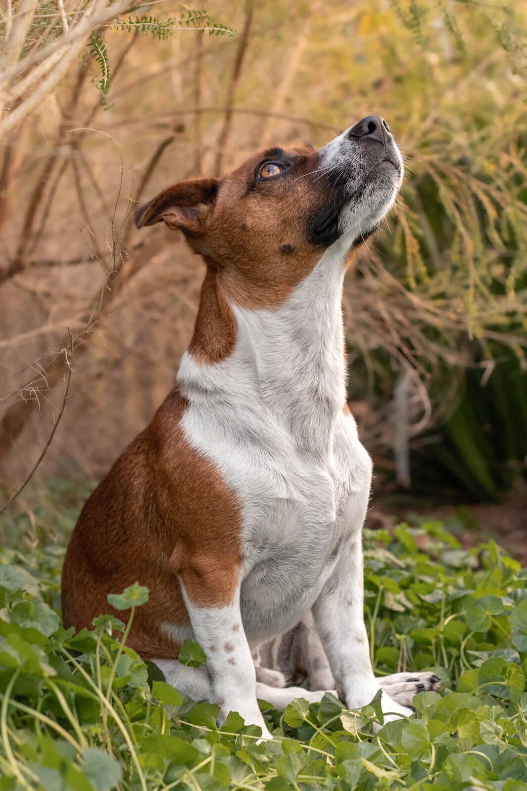 small orange and white dog sitting amongst plants looking up to the sky