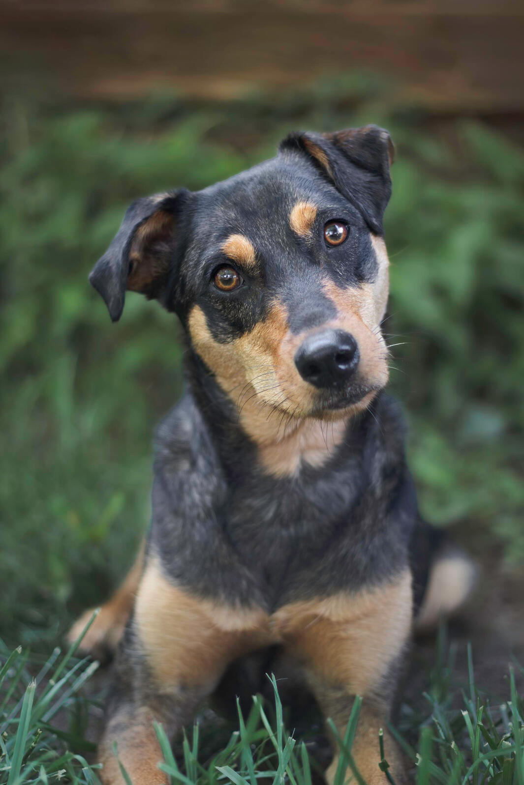 Zuli cute black and brown dog looking at the camera with a small tilt to it's head.