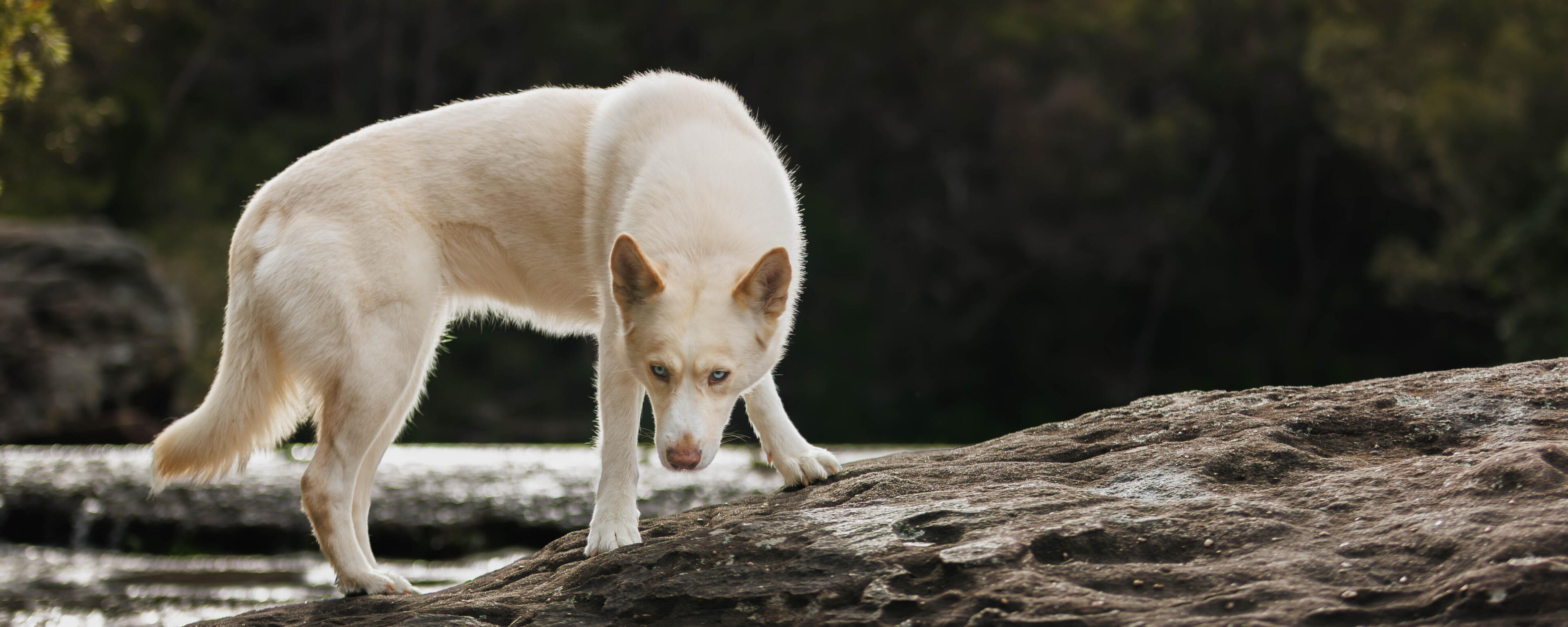 Karris White husky standing tall looking backwards away from the camera down a walking path amongst rainforest