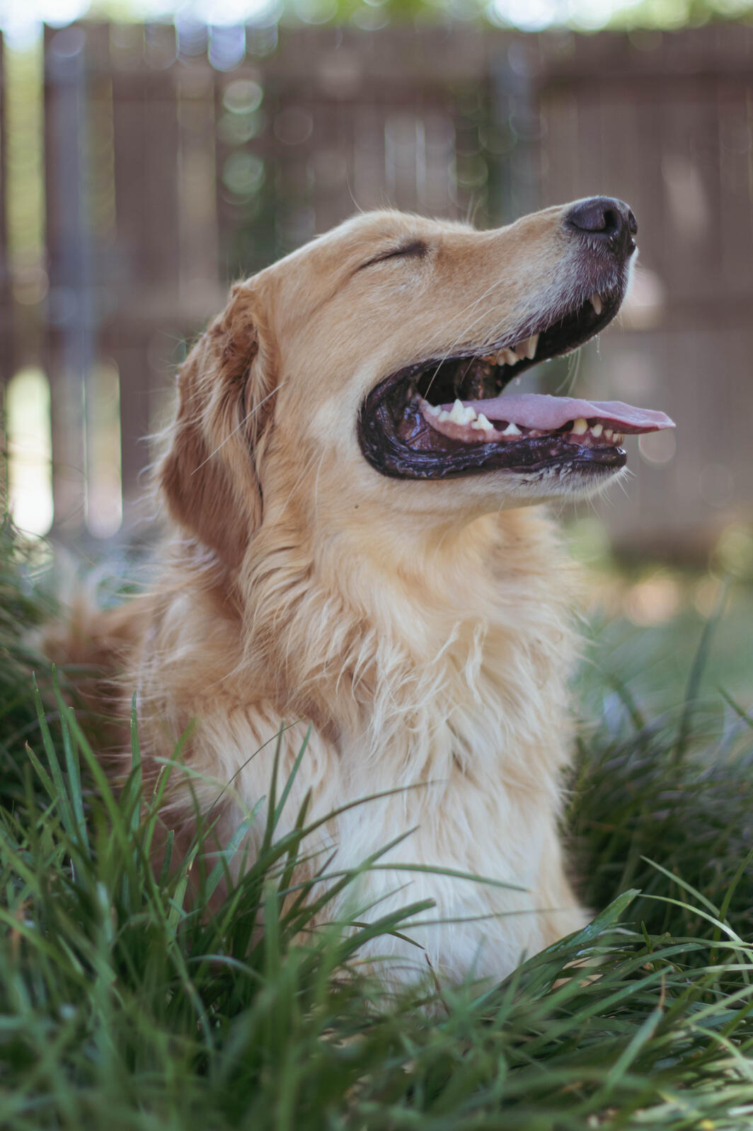 golden retriever with it's eyes closed and huge smile
