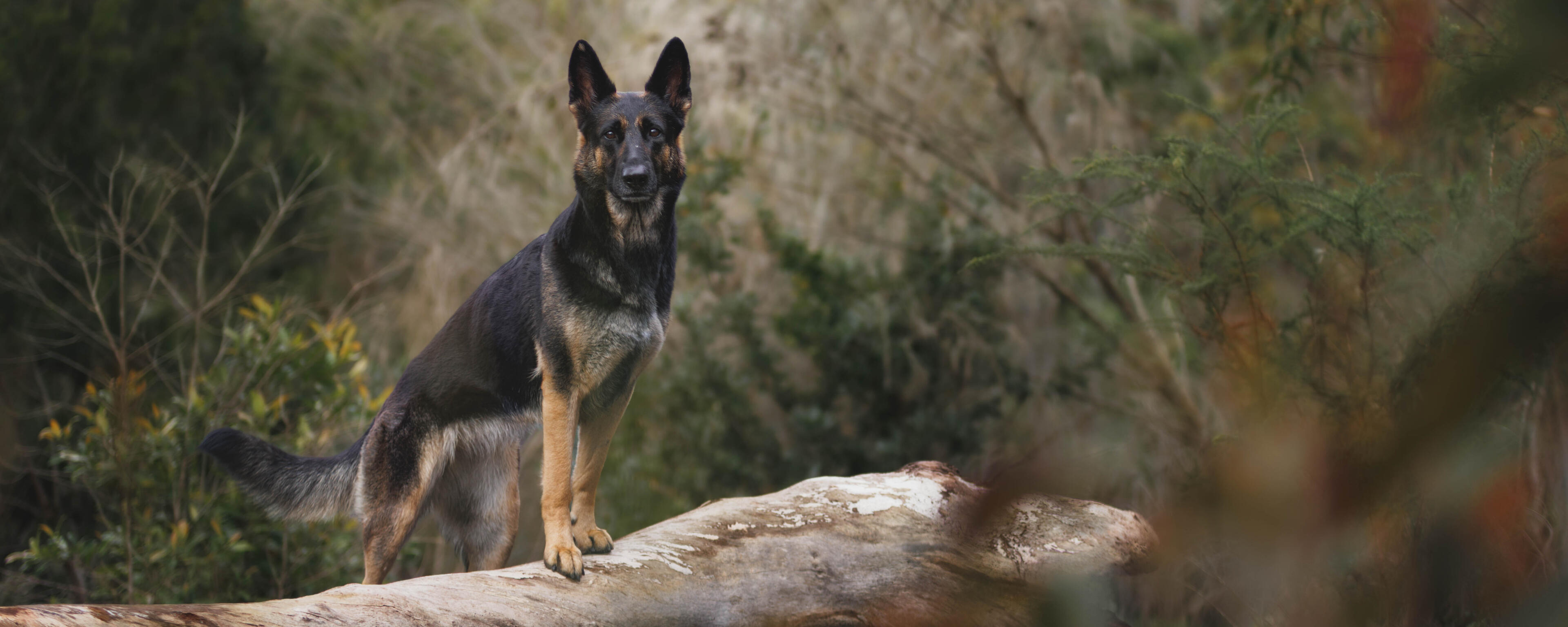 german shepherd standing two feet up on a fallen log looking into the camera.