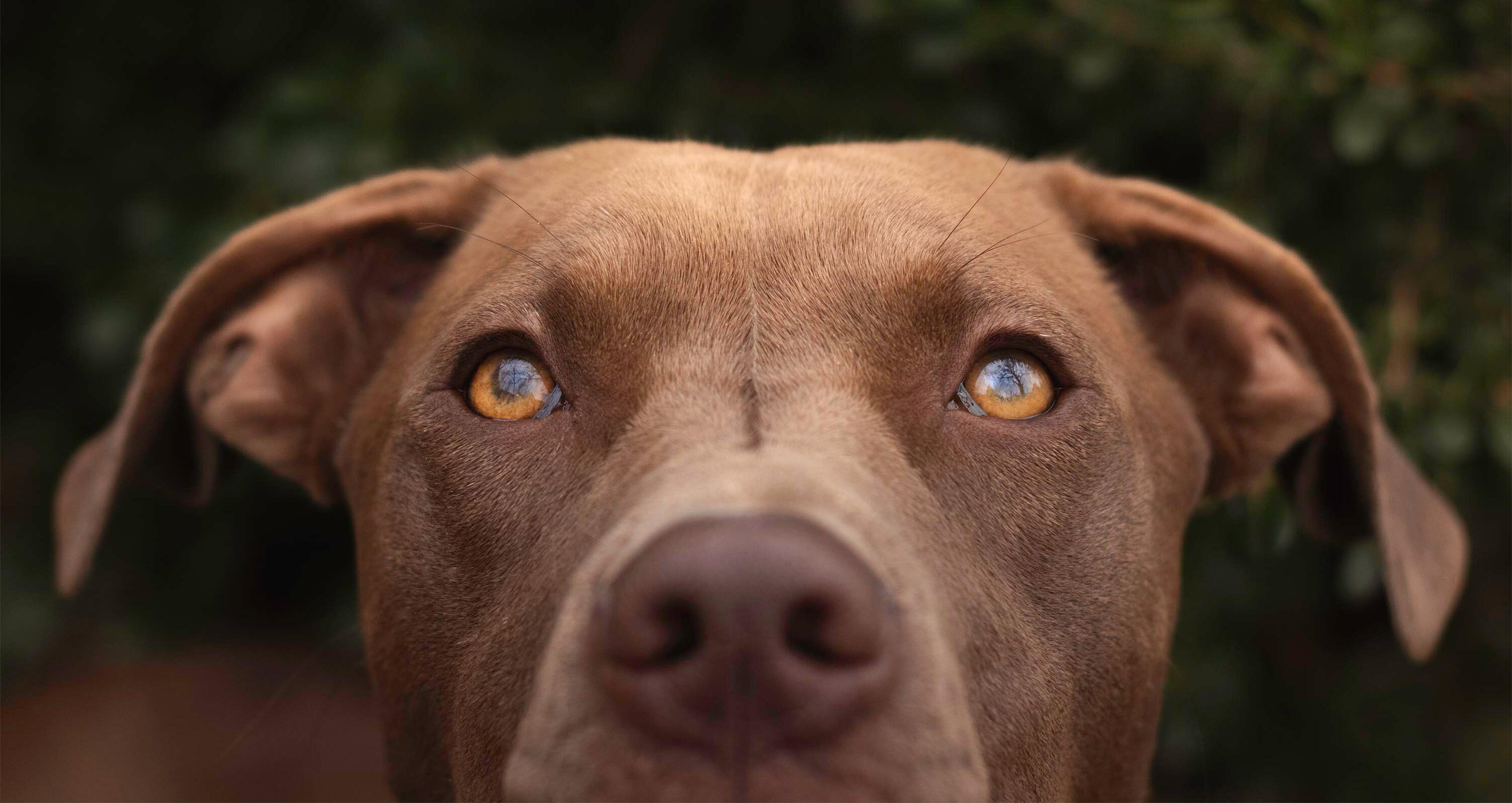 close up of a sweet brown dog with beautiful golden eyes