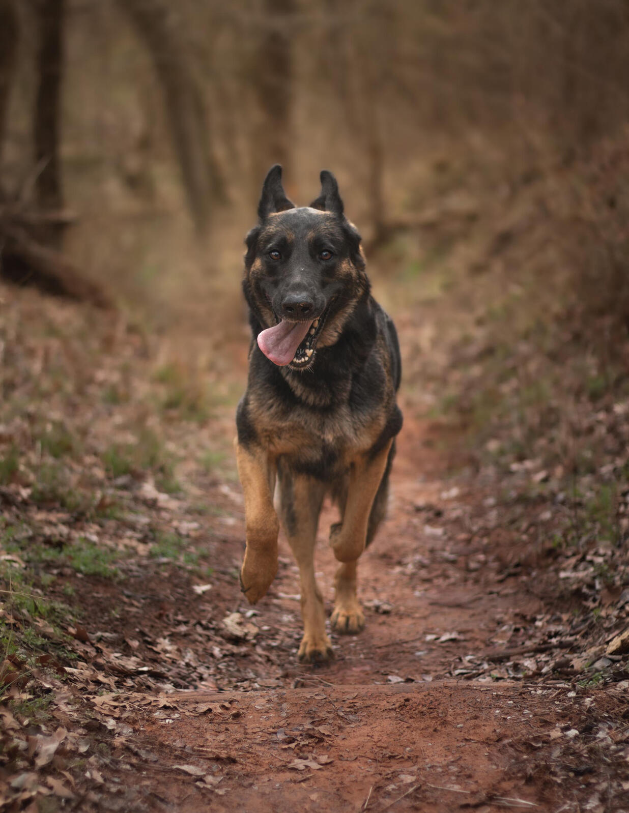 German Shepherd dog at a full sprint down a forest trail towards the camera with her tongue way out