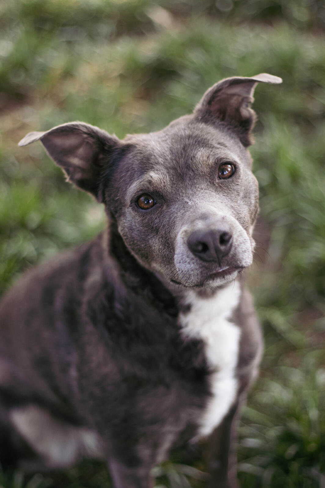 small grey dog looking into the camera with perked ears
