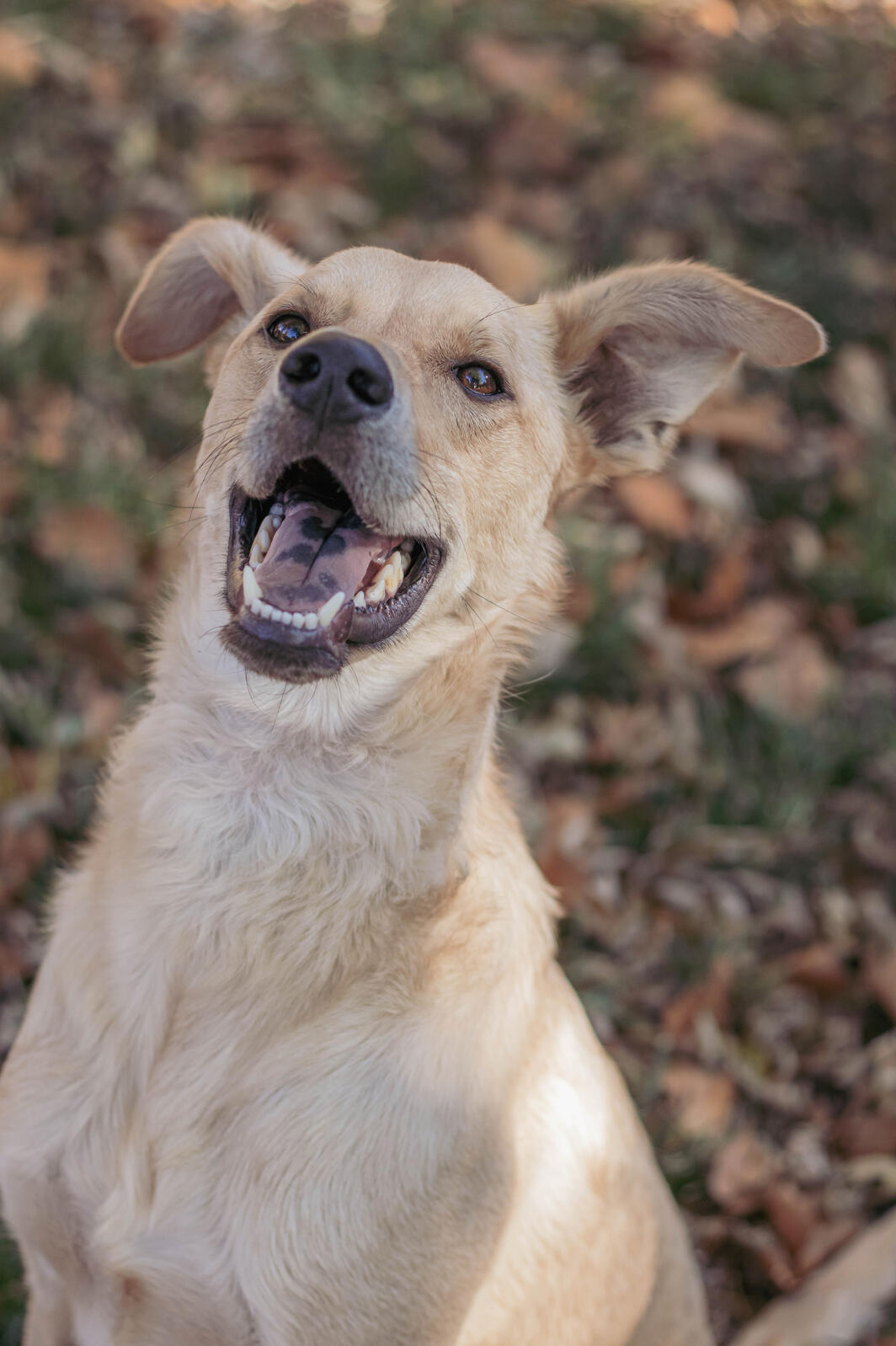 tan dog with a huge smile