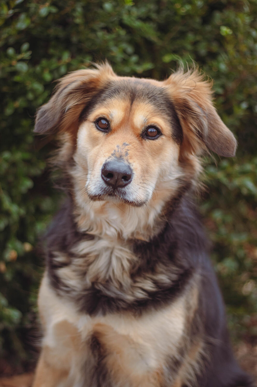Nesrin fluffy brown and black dog looking into the camera with big brown eyes