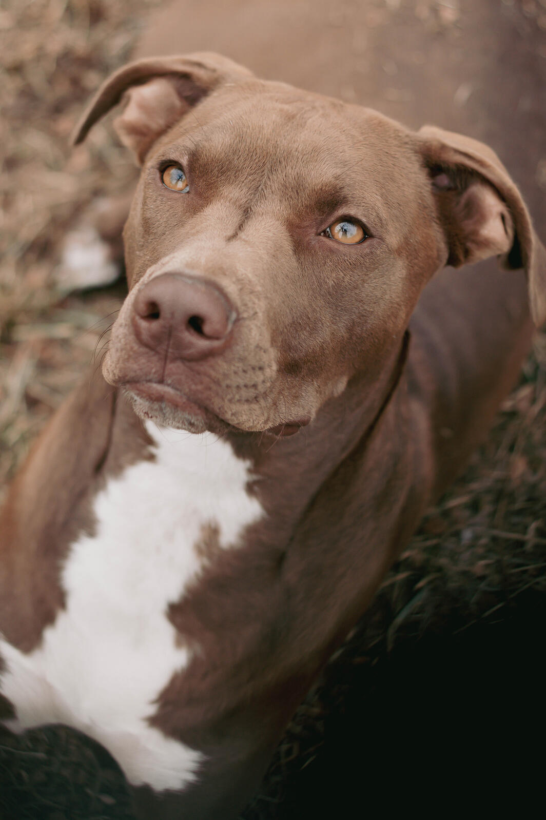 Raney brown dog with a white chest looking past the camera