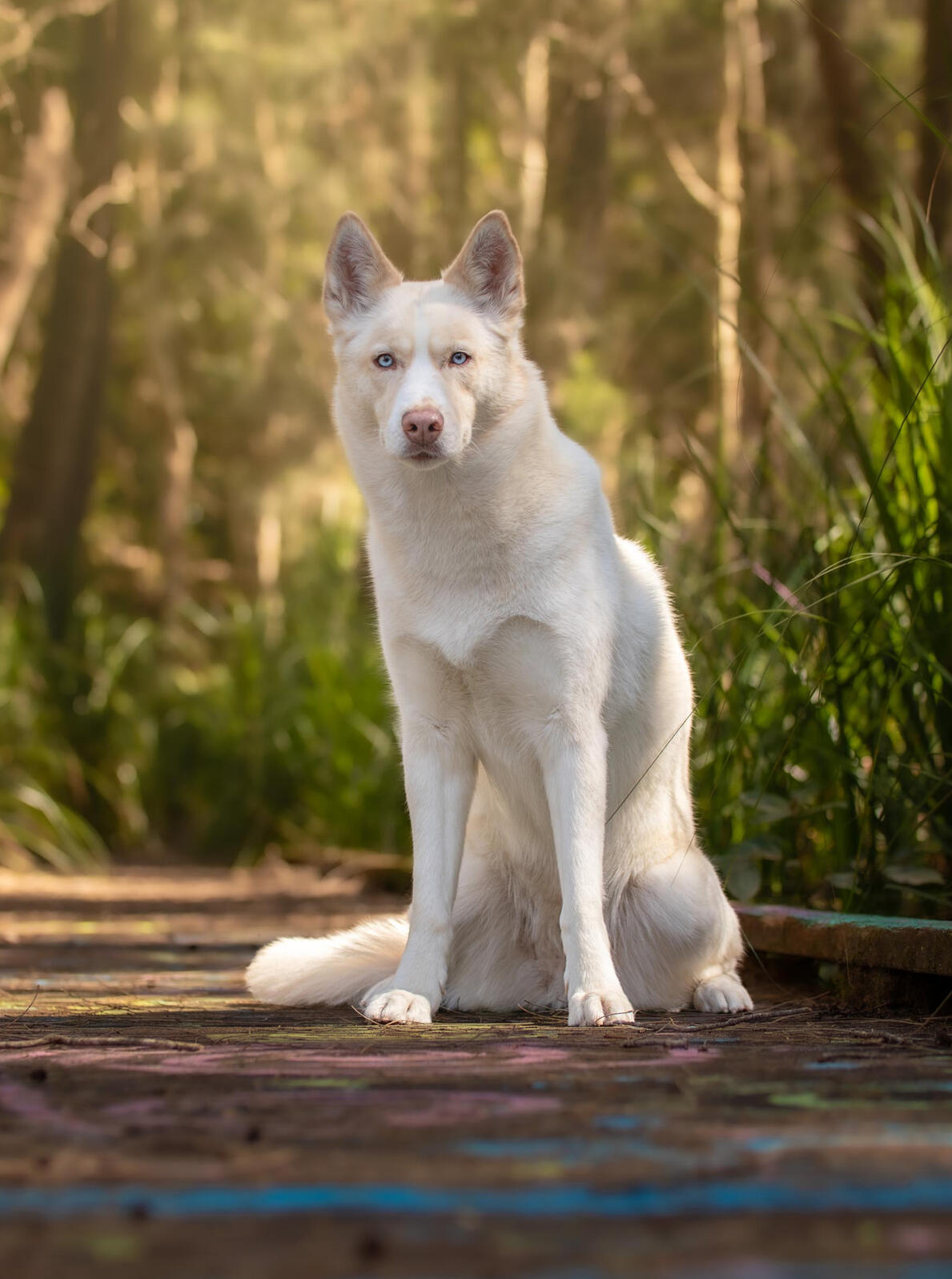 Karris white husky with blue eyes sitting on a boardwalk amongst tall grass looking at the camera
