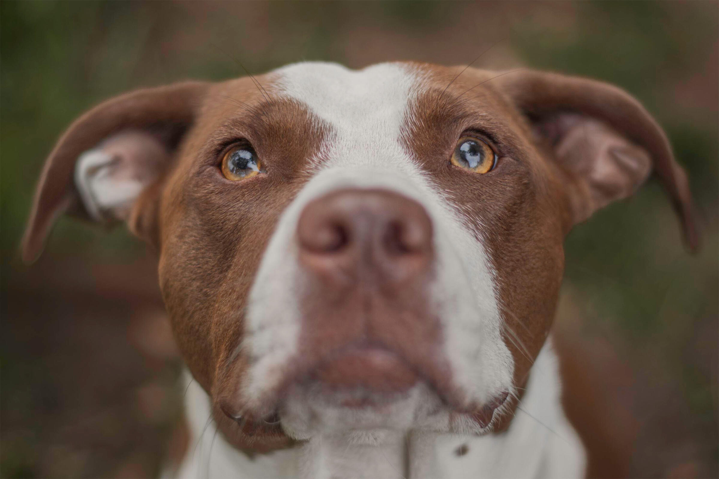 Max burnt orange and white dog looking above the camera with beautiful golden eyes