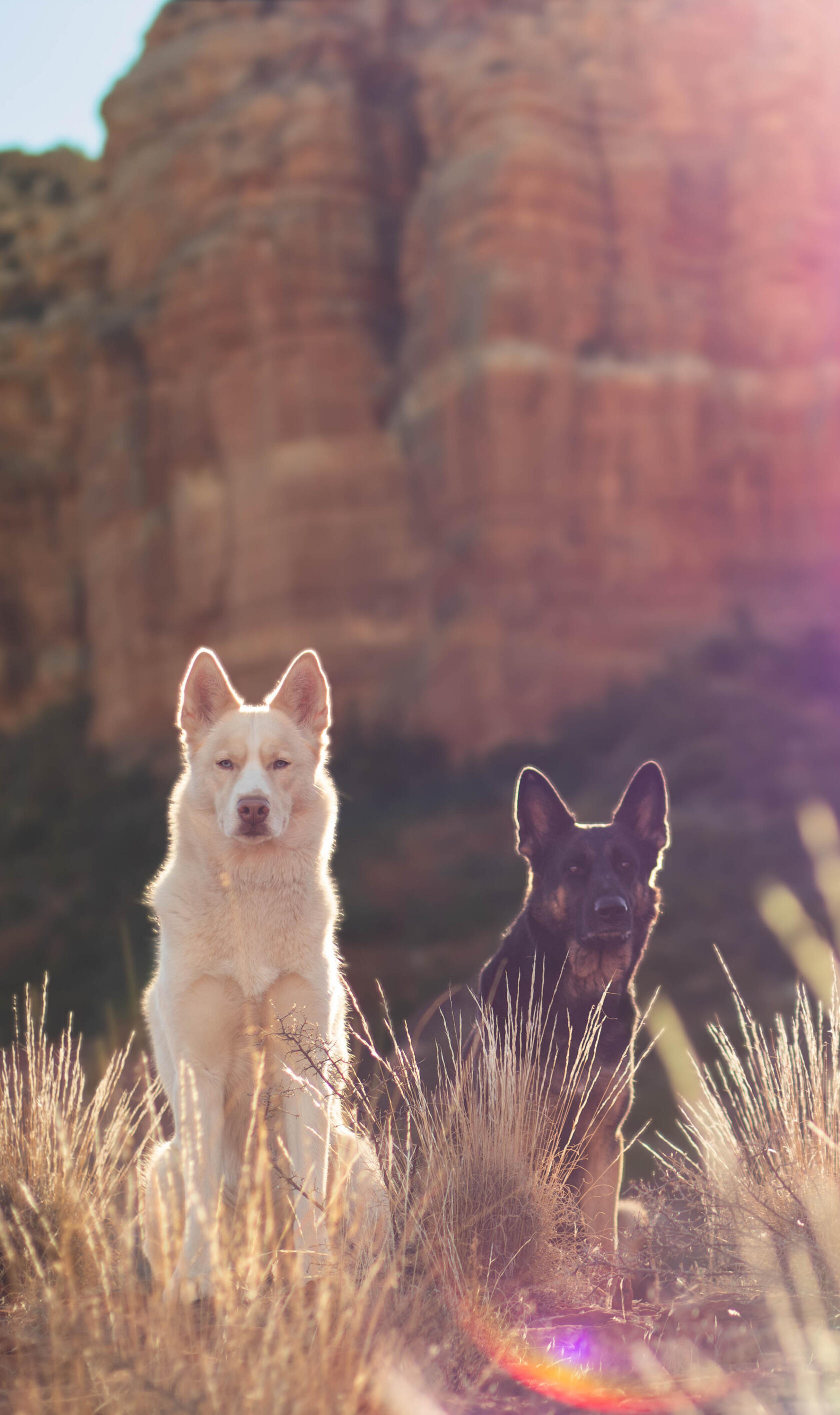 German Shepherd and white husky dog sitting in front of the red rocks of Sedona, Arizona with the sun shining upon their backs.